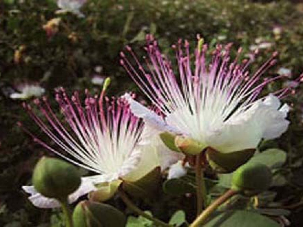 Flor de alcaparras de la isla de Salina
